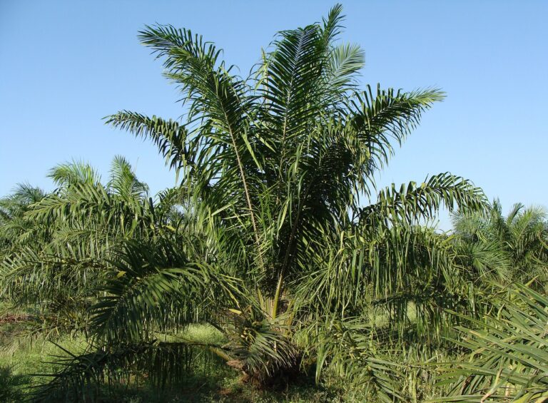 Palmolie kan ook op een duurzame wijze gewonnen worden