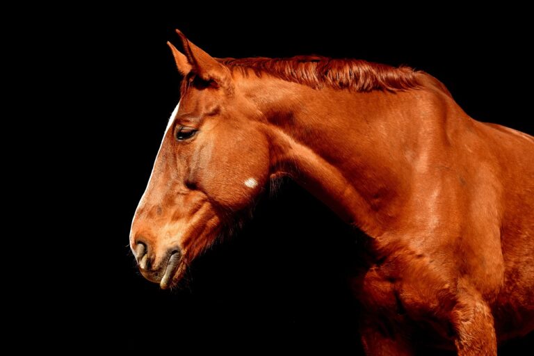 Gezondheid van je paard: zo houd je \’m op peil!